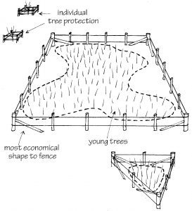 Disguising straight fencing using irregular planting