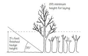 Optimum state for laying - TCV Practical Conservation Handbooks