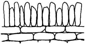 walling-text-2013_Page_133_Image_0001 Alternating taller and shorter topstones