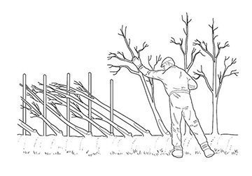hedgelaying Laying a hedge