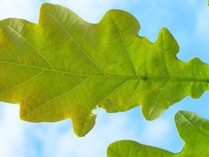An oak leaf against a blue sky