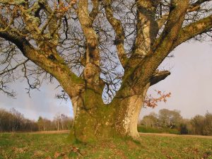 Large old oak tree