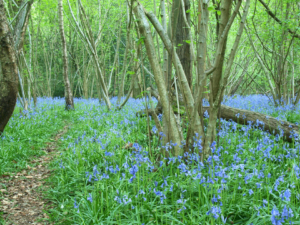 Coppiced Woodland - Hazel and Bluebells