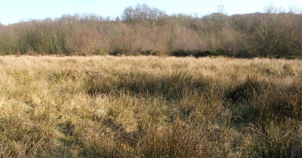 Purple moor grass and rush pasture