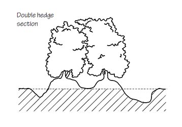 double-hedge Section of a double hedge