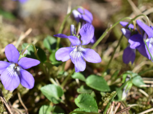 Common Dog-Violet - Wildflower
