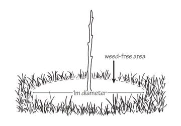 Weed free area around a young tree
