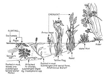 Illustration of a section of a pond