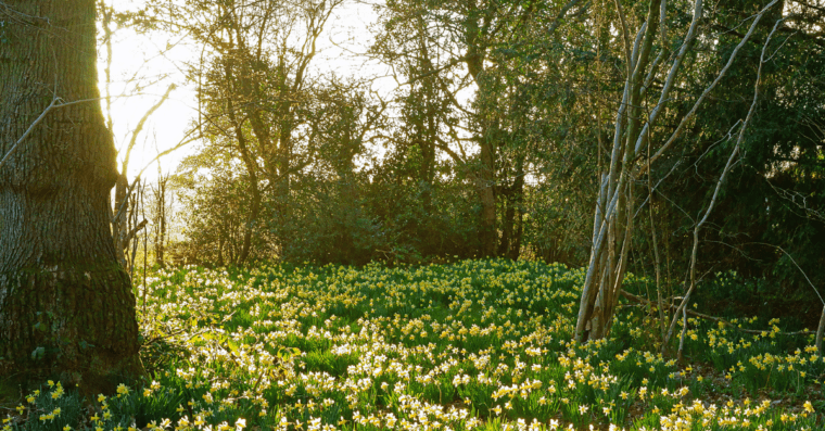 Oak and wild daffodils