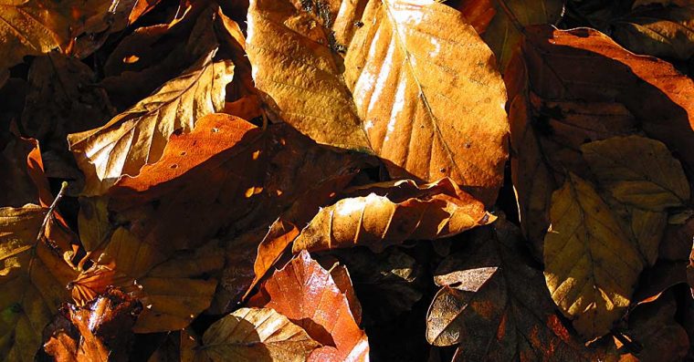 Autimn leaves on a woodland floor