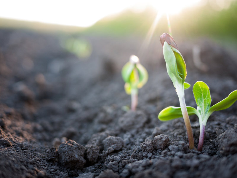 growing-super-seeds-tcv-practical-conservation-handbooks