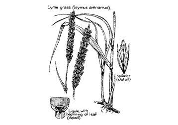 Lyme grass